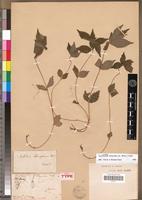 Syntype of Pouzolzia flaccida A.Rich. [family URTICACEAE]