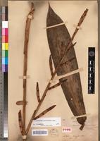 Type of Aframomum letestuanum Gagnep. [family ZINGIBERACEAE]