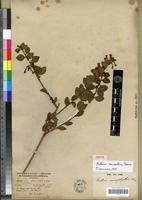Isotype of Cestrum cuneatum Francey [family SOLANACEAE]