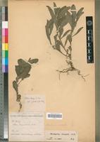 Type? of Plectranthus longouanensis Chev. [family LAMIACEAE]