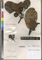 Isotype of Breonia tayloriana Razafim. [family RUBIACEAE]