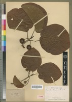 Lectotype of Breonia perrieri Homolle [family RUBIACEAE]
