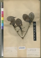 Lectotype of Breonia keliravina Homolle [family RUBIACEAE]