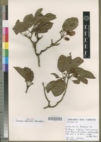 Isotype of Breonia capuronii Rafazim. [family RUBIACEAE]