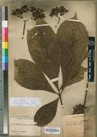 Isotype of Vitex bipindensis Gürke [family VERBENACEAE]