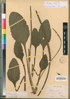Syntype of Plantago sinuata Lam. [family PLANTAGINACEAE]