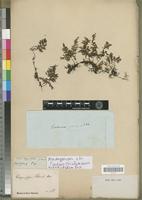 Type? of Trichomanes bipunctatum Poir. [family PTERIDOPHYTA]