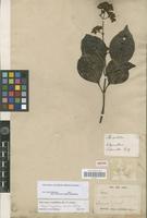 Isotype of Ecdysanthera schrieckii Müll.Arg. [family APOCYNACEAE]