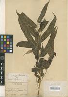 Type? of Coniogramme fauriei Hieron. [family PTERIDOPHYTA]