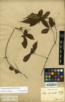 Type of Tetrastigma serrulatum (Roxb.) Planch. [family VITACEAE]