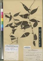 Syntype of Acalypha urophylla Pax [family EUPHORBIACEAE]