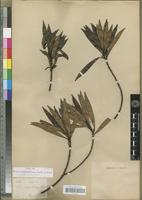 Type of Ficus cataractarum Vieill. ex Bureau [family MORACEAE]