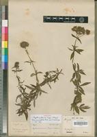 Syntype of Agathisanthemum bojeri Klotzsch [family RUBIACEAE]