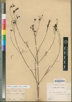 Type of Kohautia grandiflora DC. [family RUBIACEAE]