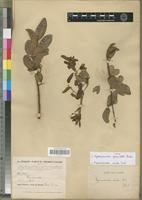 Type of Hymenocardia granulata Beille [family EUPHORBIACEAE]