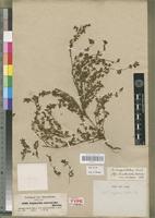 Isosyntype of Euphorbia sanguinea Boiss. var. intermedia Boiss. [family EUPHORBIACEAE]