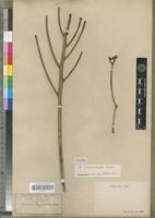 Type of Euphorbia rhipsaloides Welw. [family EUPHORBIACEAE]