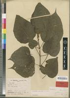 Syntype of Mallotus chevalieri Beille [family EUPHORBIACEAE]
