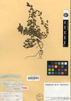 Type of Forsskaolea candida L.f. var. virescens Wedd. [family URTICACEAE]