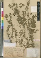 Isotype of Tinnea juttae Dinter [family LAMIACEAE]