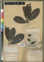 Type of Wallacea insignis Spruce ex Benth. & Hook. f. [family OCHNACEAE]