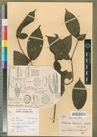 Isotype of Tarenna leonardii N. Hallé [family RUBIACEAE]