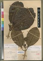 Holotype of Neonauclea macrostipula Capuron [family RUBIACEAE]