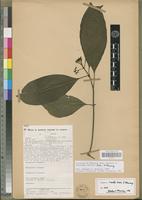 Isotype of Pavetta laxa S.D. Manning [family RUBIACEAE]