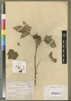 Syntype of Hibiscus cannabinus L. var. punctatus Hochr. [family MALVACEAE]