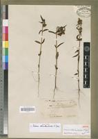 Isolectotype of Sebaea oldenlandioides S. Moore [family GENTIANACEAE]