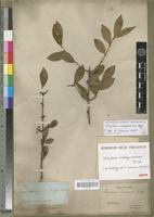 Isolectotype of Strychnos vacacoua Baill. [family LOGANIACEAE]