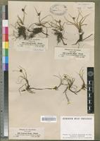 Isosyntype of Cyperus fissus Steud. [family CYPERACEAE]