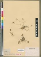 Isotype of Cyperus meyerianus Kunth [family CYPERACEAE]