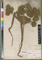 Isotype of Cyperus pseudo-strigosus Steud. [family CYPERACEAE]