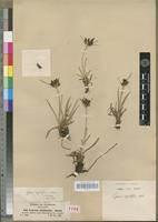 Isotype of Cyperus rigidifolius Steud. [family CYPERACEAE]
