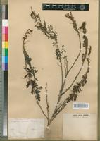 Type? of Indigofera arrecta A.Rich. [family FABACEAE-PAPILIONOIDEAE]