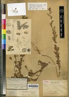 Holotype of Chenopodium tonkinense Courchet [family CHENOPODIACEAE]