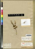 Isotype of Ambrina retusa Moq. [family CHENOPODIACEAE]