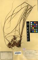 Isotype of Mariscus laeteflorens C.B.Clarke [family CYPERACEAE]