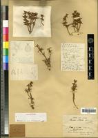Holotype of Anabasis pelliotii Danguy [family CHENOPODIACEAE]