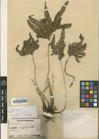 Type of Pteris fauriei Hieron. var. minor Hieron. [family PTERIDOPHYTA]