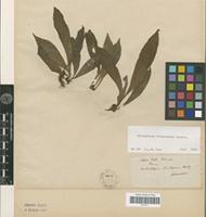 Type? of Antrophyum formosanum Hieron. [family PTERIDOPHYTA]