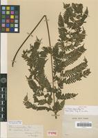 Syntype of Pteris muricella Fée [family PTERIDOPHYTA]