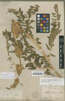 Syntype of Astragalus alopecuroides L. f. ispirensis Pamp. [family FABACEAE-PAPILIONOIDEAE]