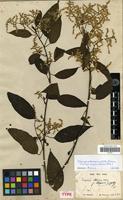 Syntype of Lagrezia altissima Moq. [family AMARANTHACEAE]