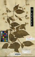 Isotype of Achyranthes cordobensis Standley [family AMARANTHACEAE]
