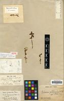 Isotype of Philoxerus portulacoides var. commersonii St.-Hil. [family AMARANTHACEAE]