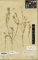 Isotype of Gomphrena lanata R.Brown [family AMARANTHACEAE]