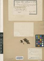 Type of Trichomanes bimarginatum Bosch [family PTERIDOPHYTA]