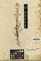 Isotype of Gomphrena flaccida R.Br. [family AMARANTHACEAE]